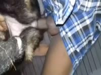 Gozando forte na cadela